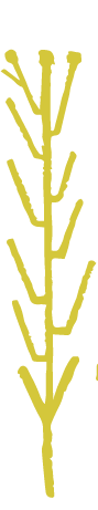 PUEBLO Wounnan