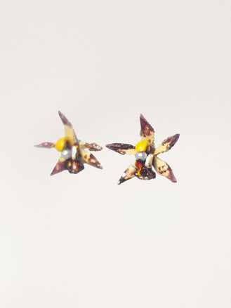 Orecchini Cymbidium Piccolo